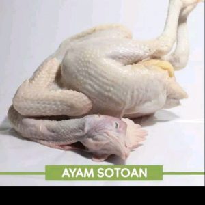 Ayam Sotoan (satu ekor)