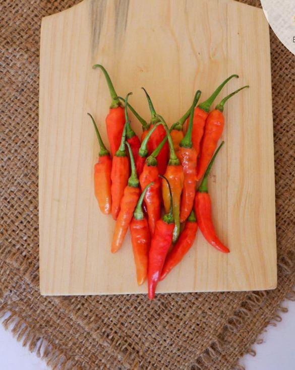 WhatsApp Image 2022-05-03 at 7.32.56 PM