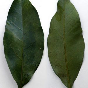 Daun Salam (Tusuk)
