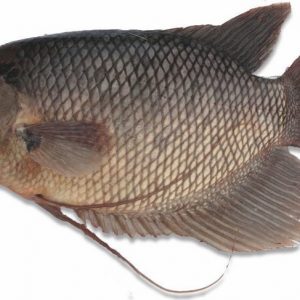 Gurame (500gr)