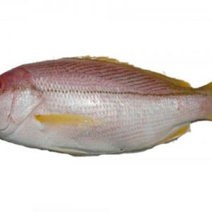 Ikan Kuniran (Kg)