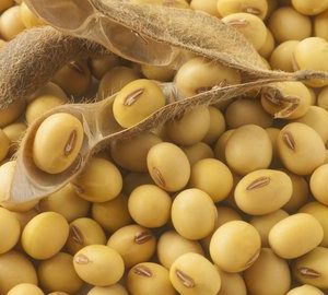 Kacang Kedelai (250gr)