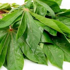 Daun Singkong (Ikat)