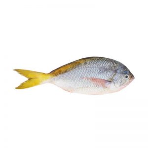 Ikan Ekor Kuning (Kg)
