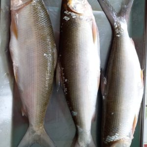 Ikan Bandeng Sedang (kg)