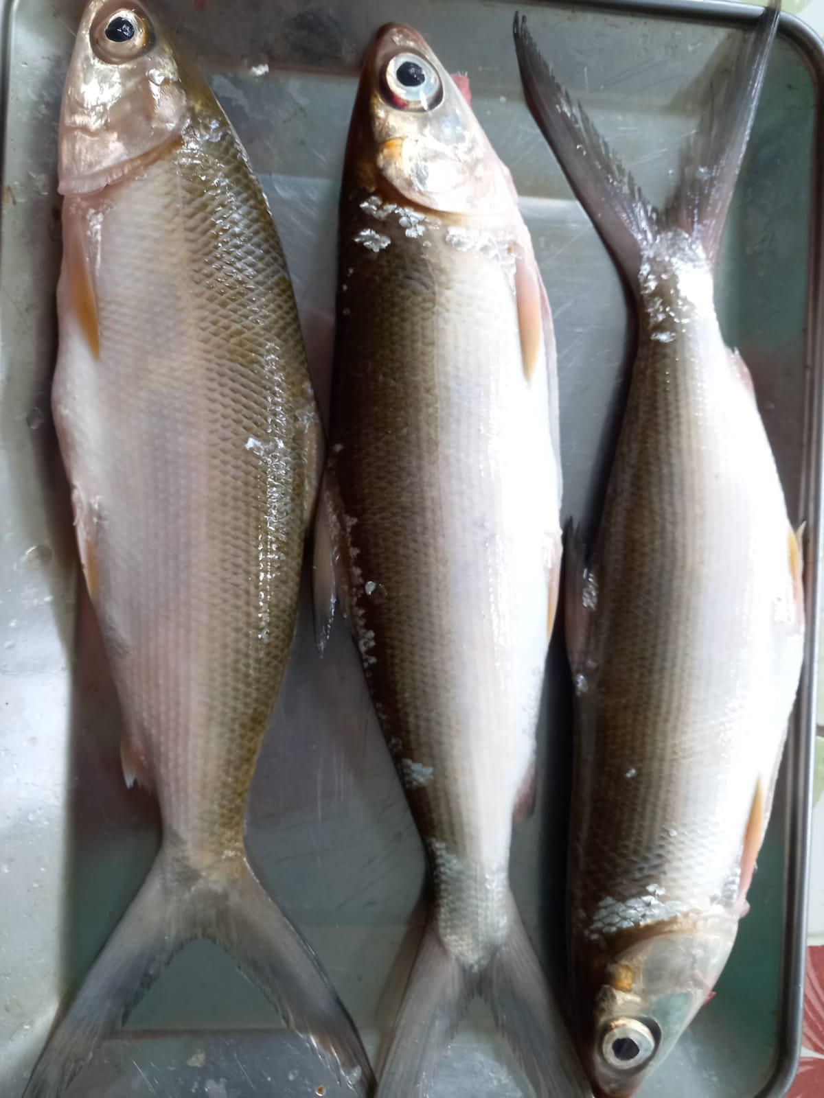 WhatsApp Image 2022-06-18 at 17.40.41(1)