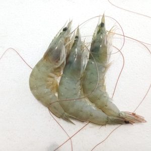 Udang Vaname Size 120 (500gr)