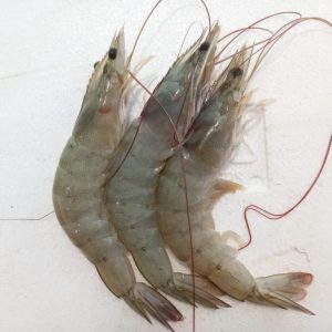 Udang Vaname Size 70 (500gr)