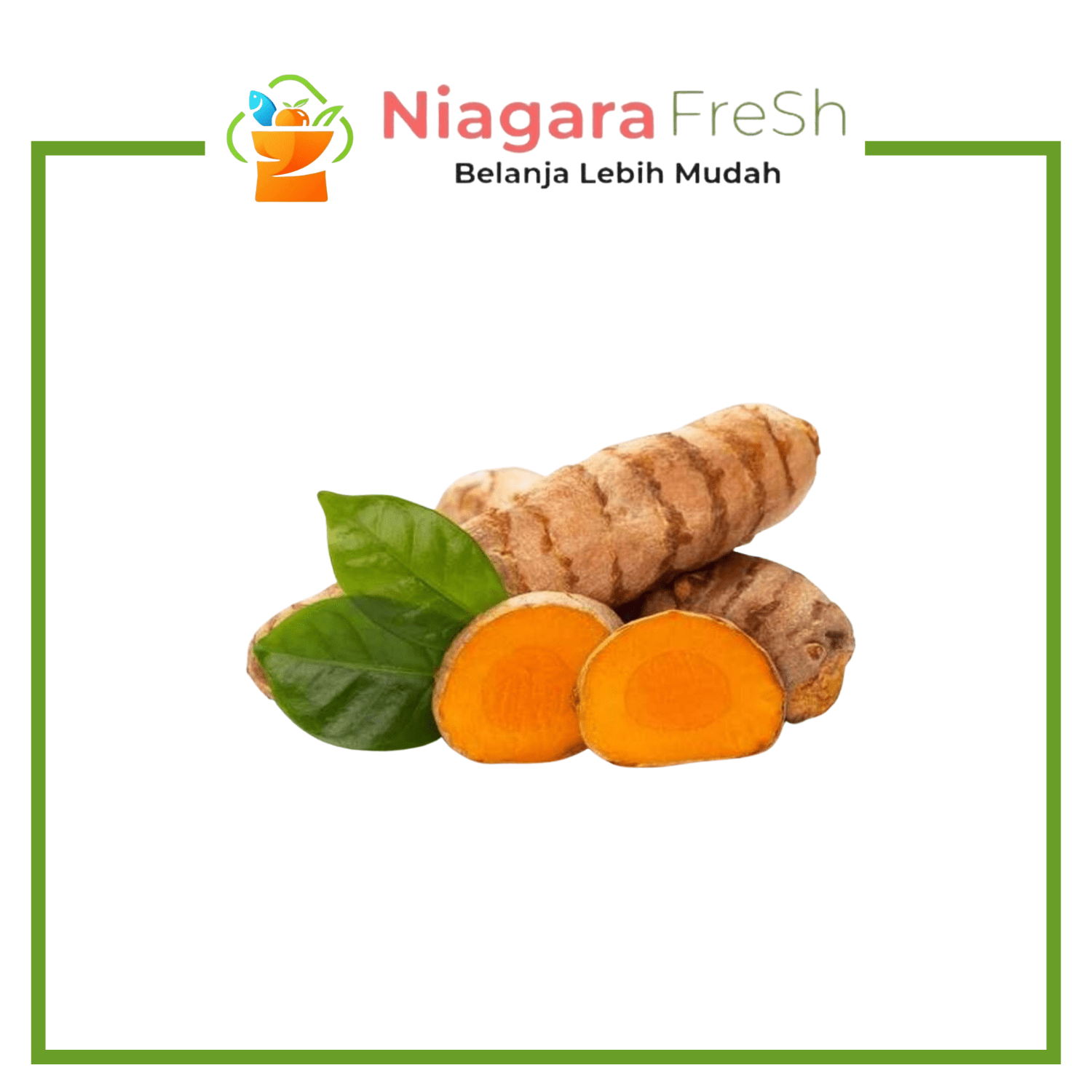 Kunyit Besar Segar 1Kg